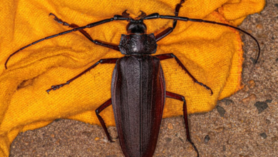 scientific name of the world largest cockroach