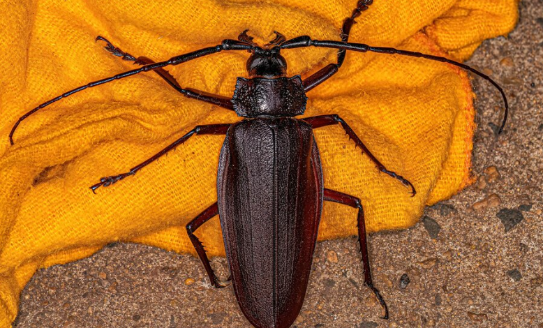 scientific name of the world largest cockroach