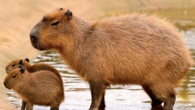 What Birds Sit on Capybaras