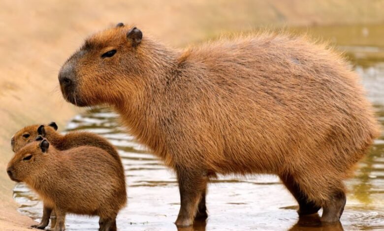 What Birds Sit on Capybaras