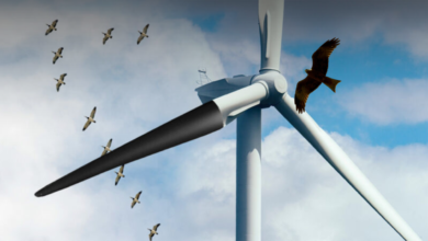 What Danger Does Wind Turbines Have to Bats and Birds