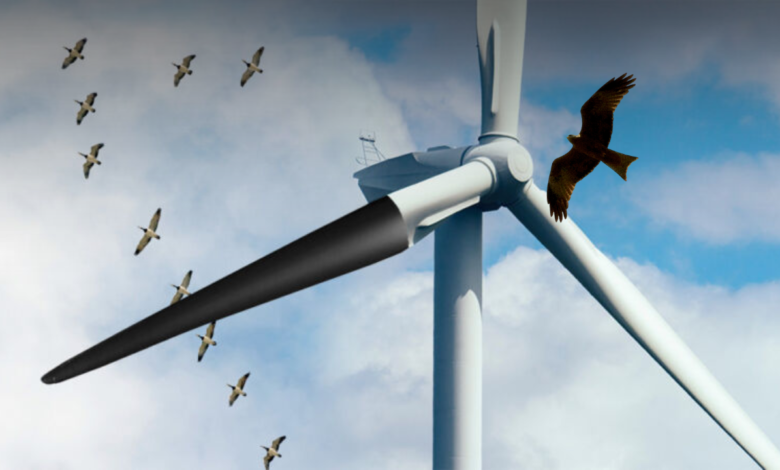 What Danger Does Wind Turbines Have to Bats and Birds