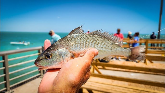 How to Keep Live Bait Near Me Alive: Essential Care Tips