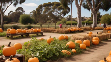 Free Pumpkin Patch